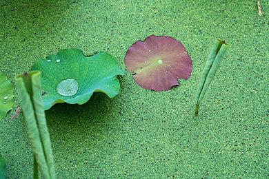 美少女剑击动作游戏《武士少女》新角色介绍：“刃钢”